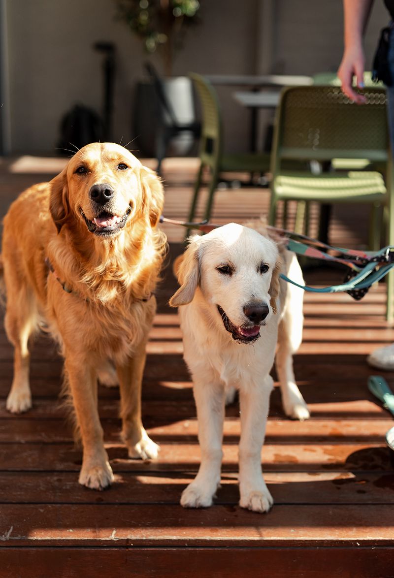 The Star Hotel, Bright | Bistro